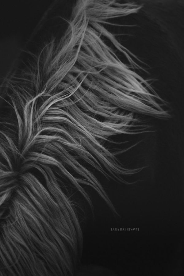 DSC09960_web-683x1024